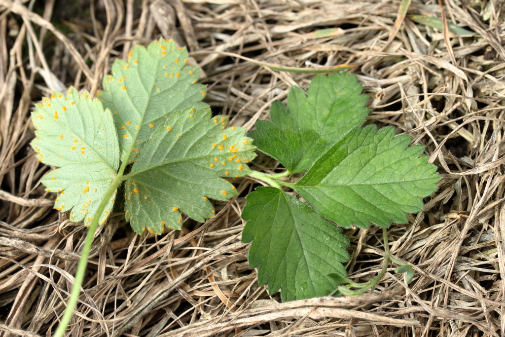 Potentilla indica (hero image)