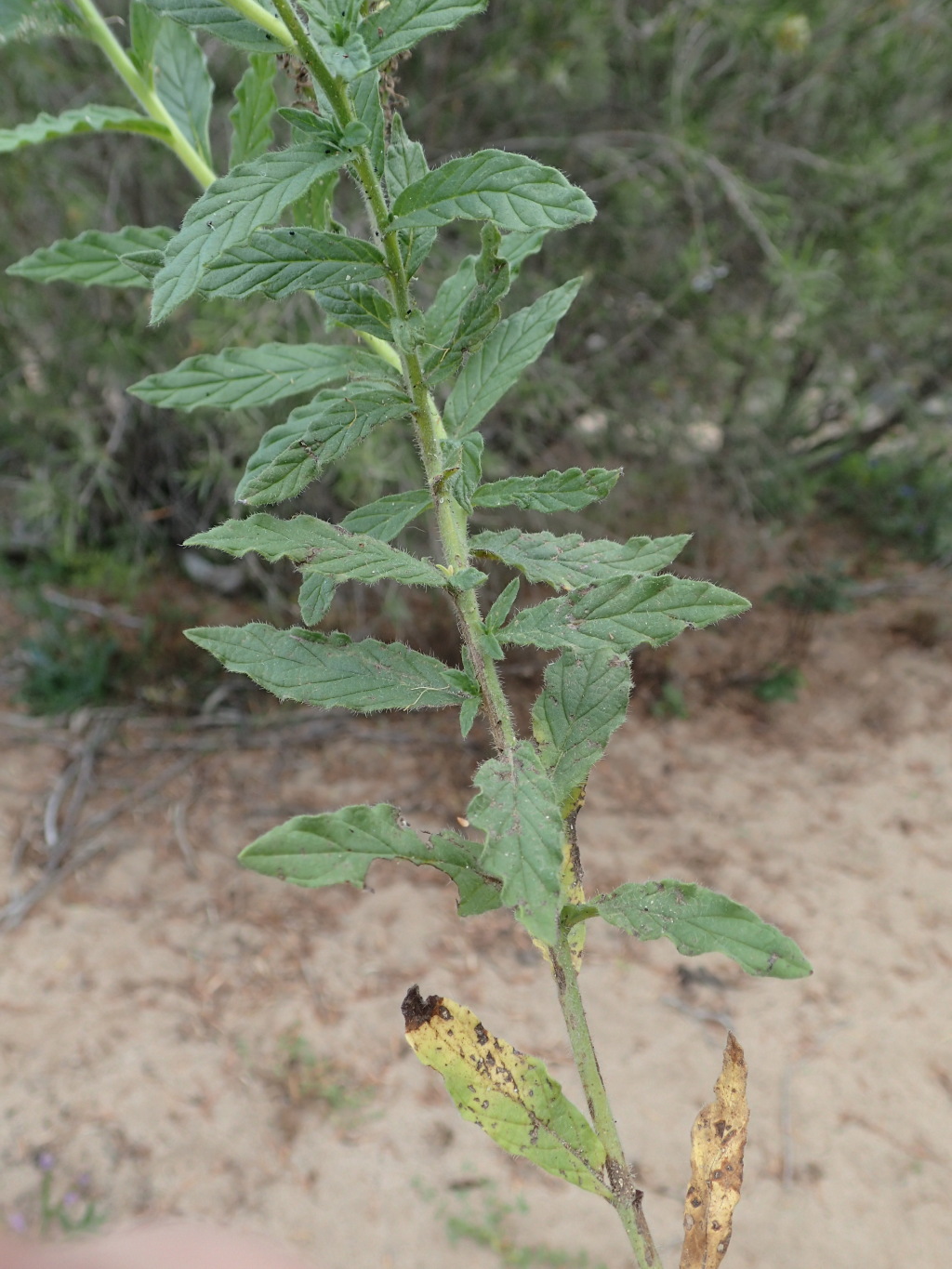 Heliotropium amplexicaule (hero image)