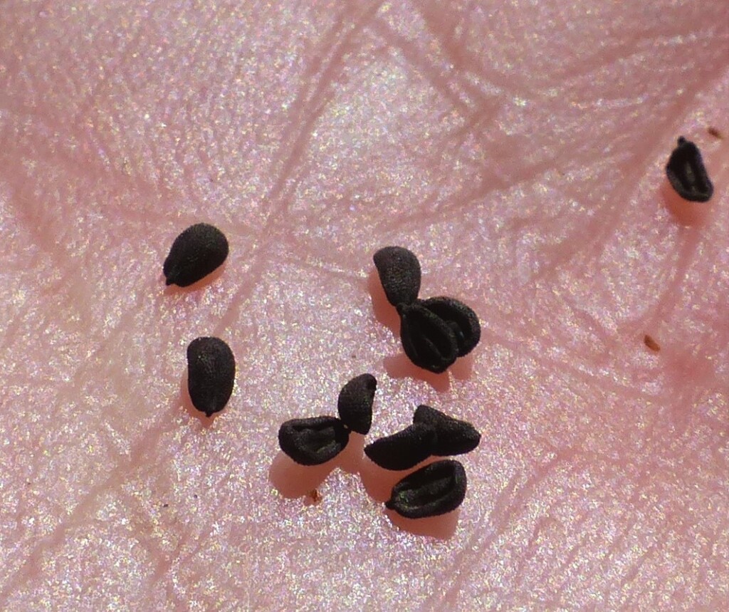 Petrorhagia nanteuilii (hero image)