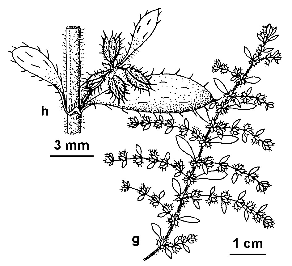 Herniaria (hero image)