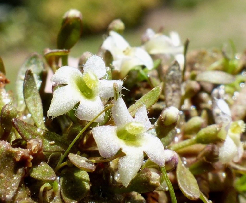 Glossostigma elatinoides (hero image)