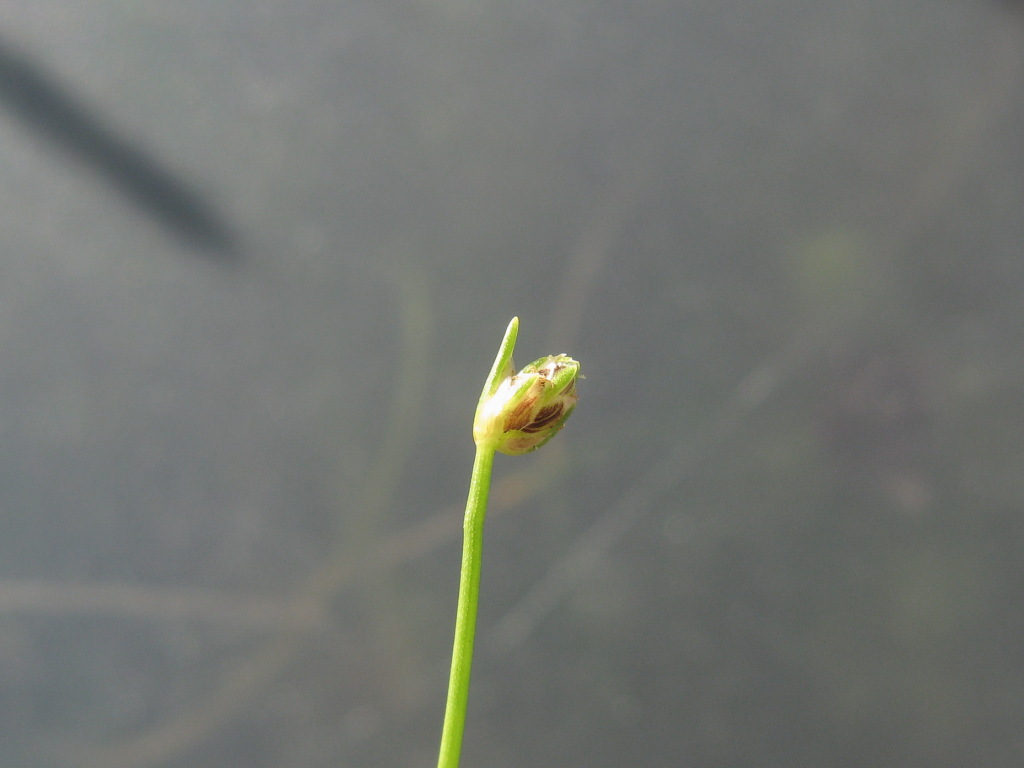 Isolepis hookeriana (hero image)