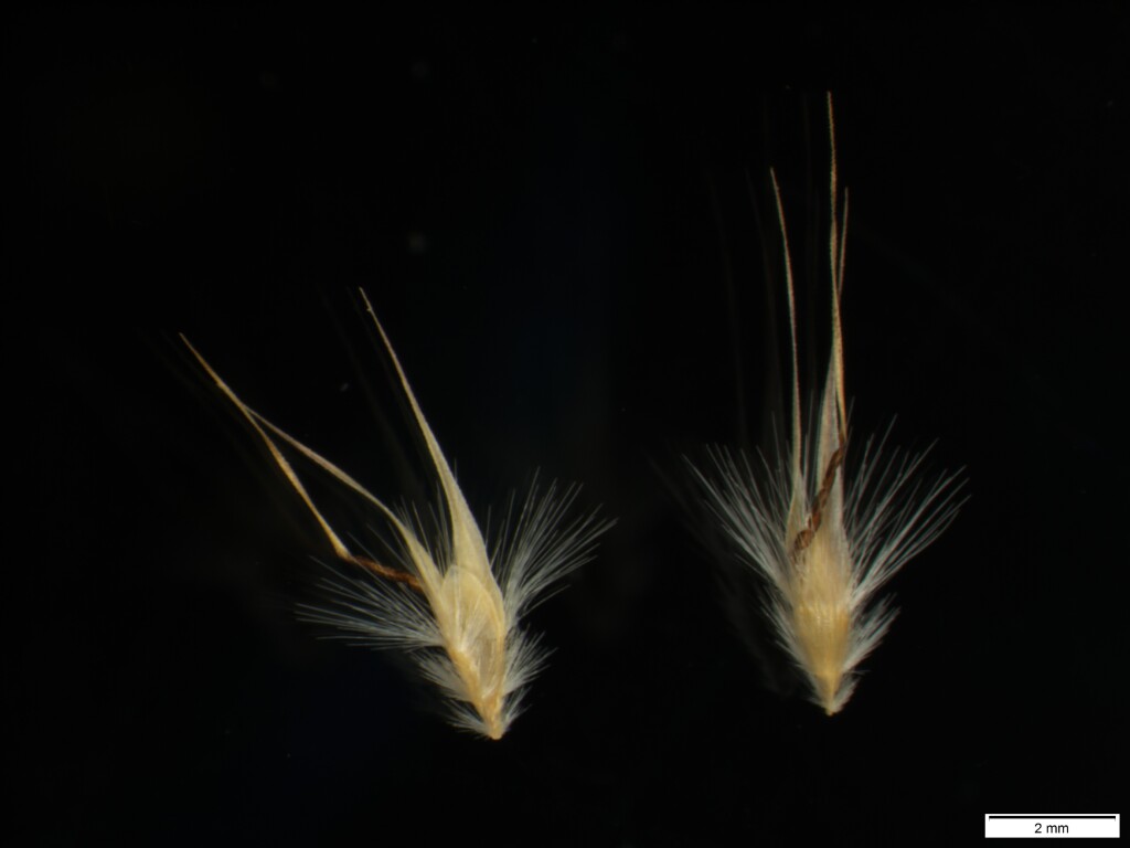 Rytidosperma monticola (hero image)