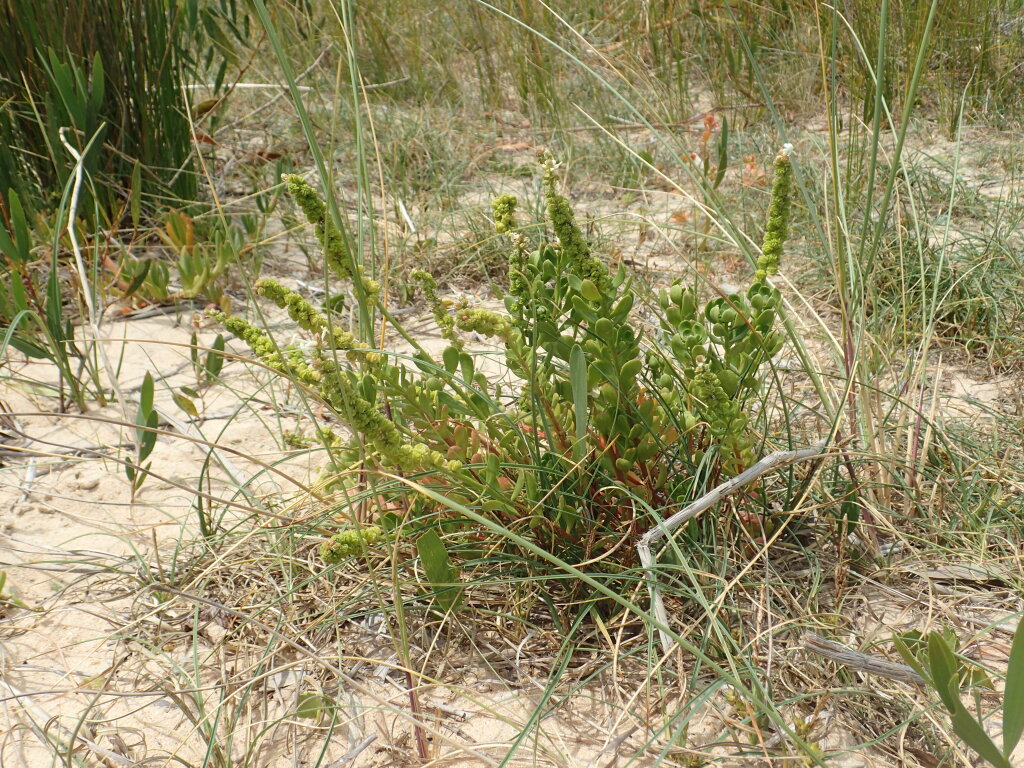 Stackhousia spathulata (hero image)