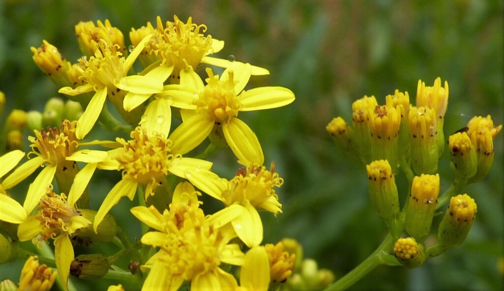 Senecio linearifolius var. latifolius (hero image)