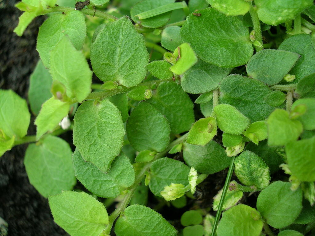 Lobelia pedunculata (hero image)