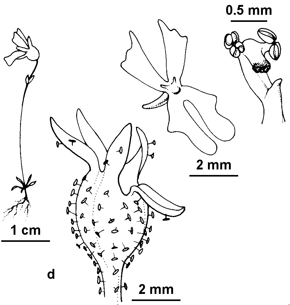 Stylidium androsaceum (hero image)