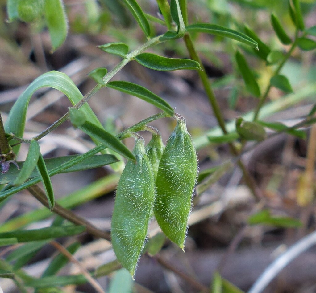 Vicia hirsuta (hero image)