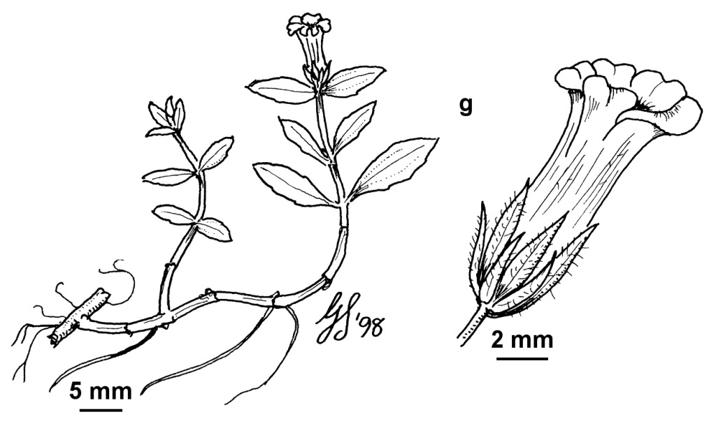 Gratiola nana (hero image)