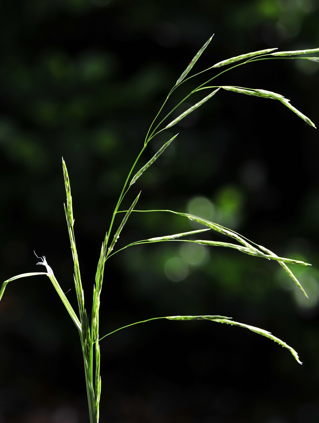 Glyceria australis (hero image)