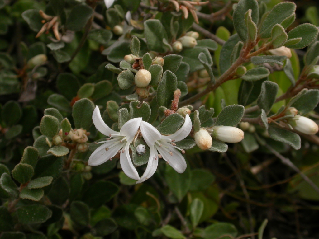 Correa alba var. pannosa (hero image)