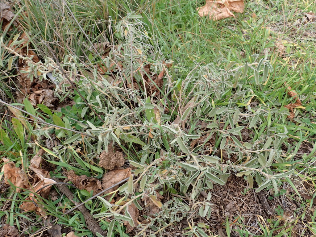 Sida fibulifera (hero image)