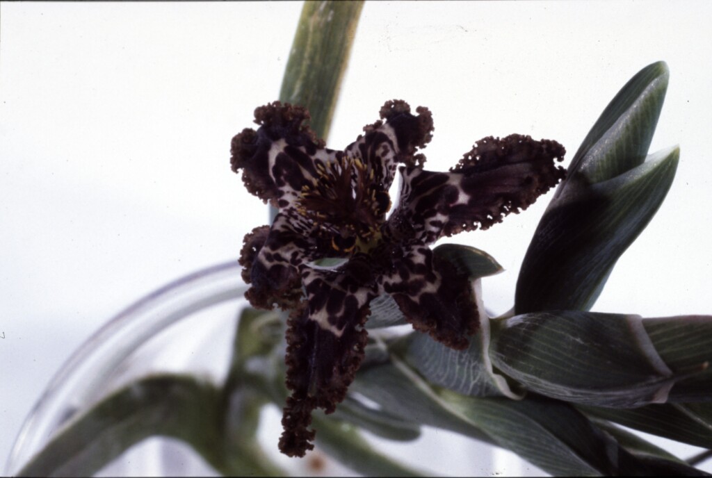 Ferraria crispa subsp. crispa (hero image)