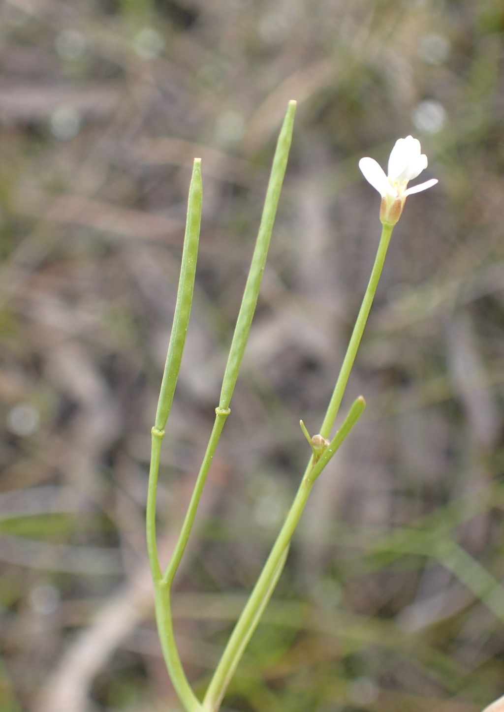 Cardamine lineariloba (hero image)
