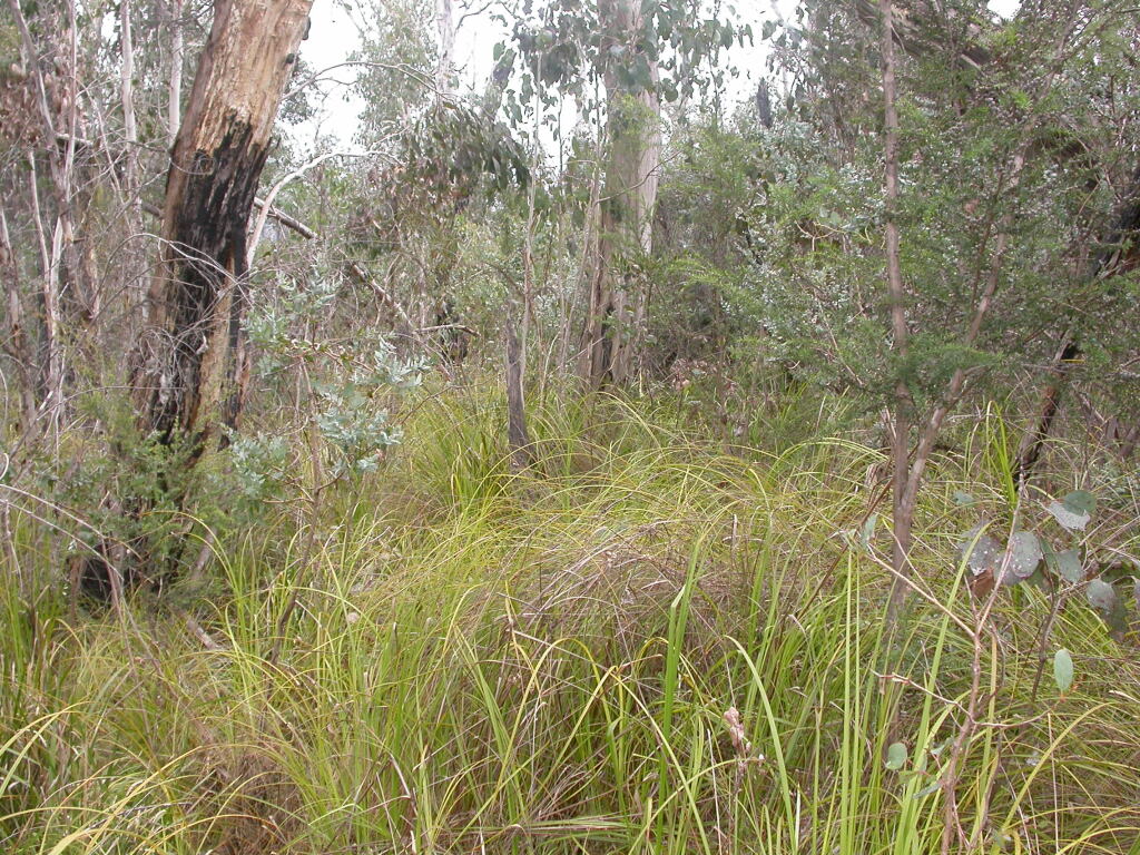 Eucalyptus crenulata (hero image)