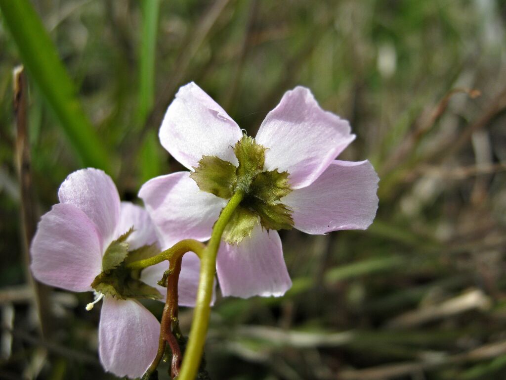 Droseraceae (hero image)