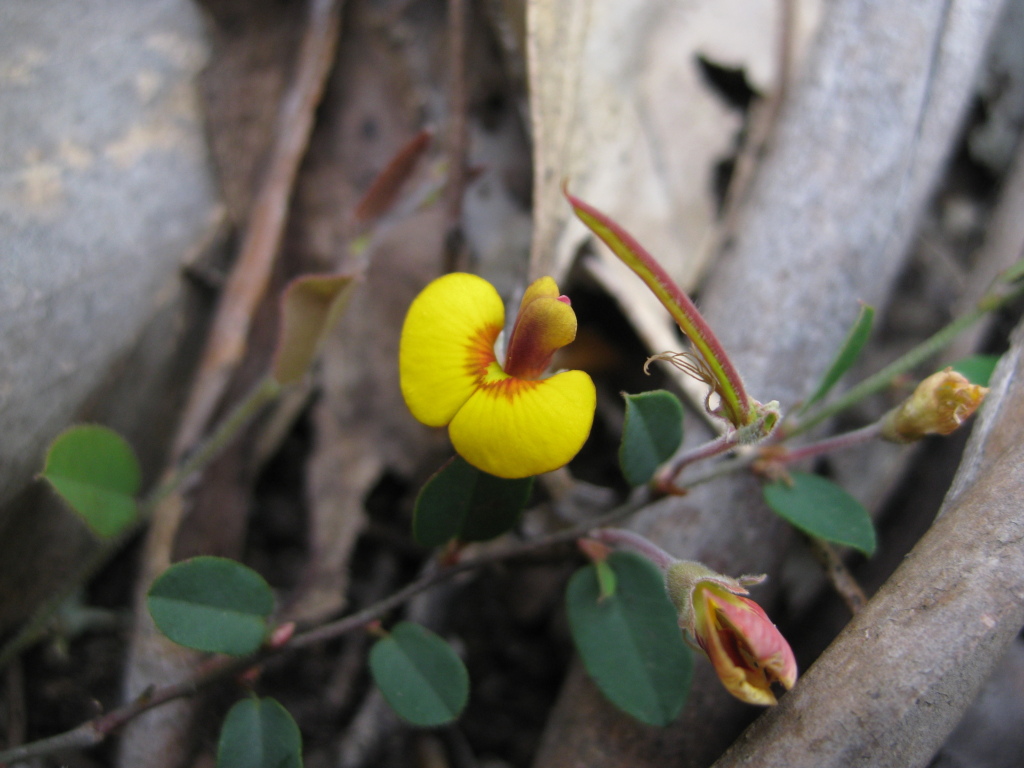 Bossiaea prostrata (hero image)