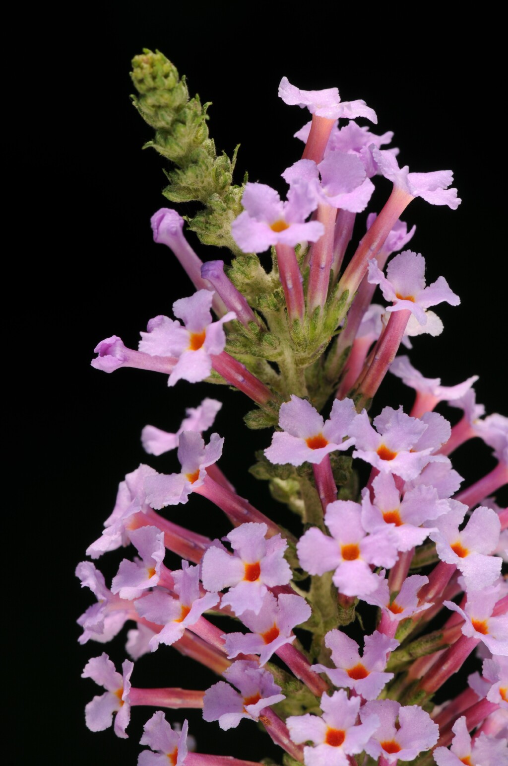 Buddleja (hero image)