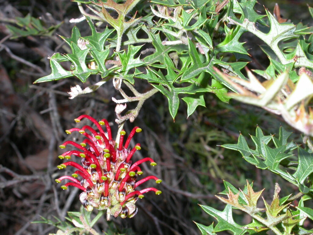 Proteaceae (hero image)