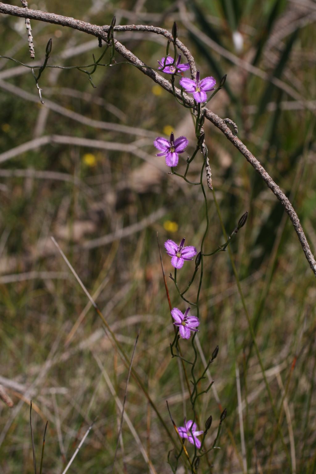 Thysanotus patersonii (hero image)