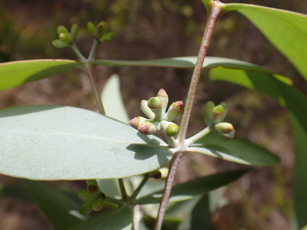 Eucalyptus cephalocarpa (hero image)