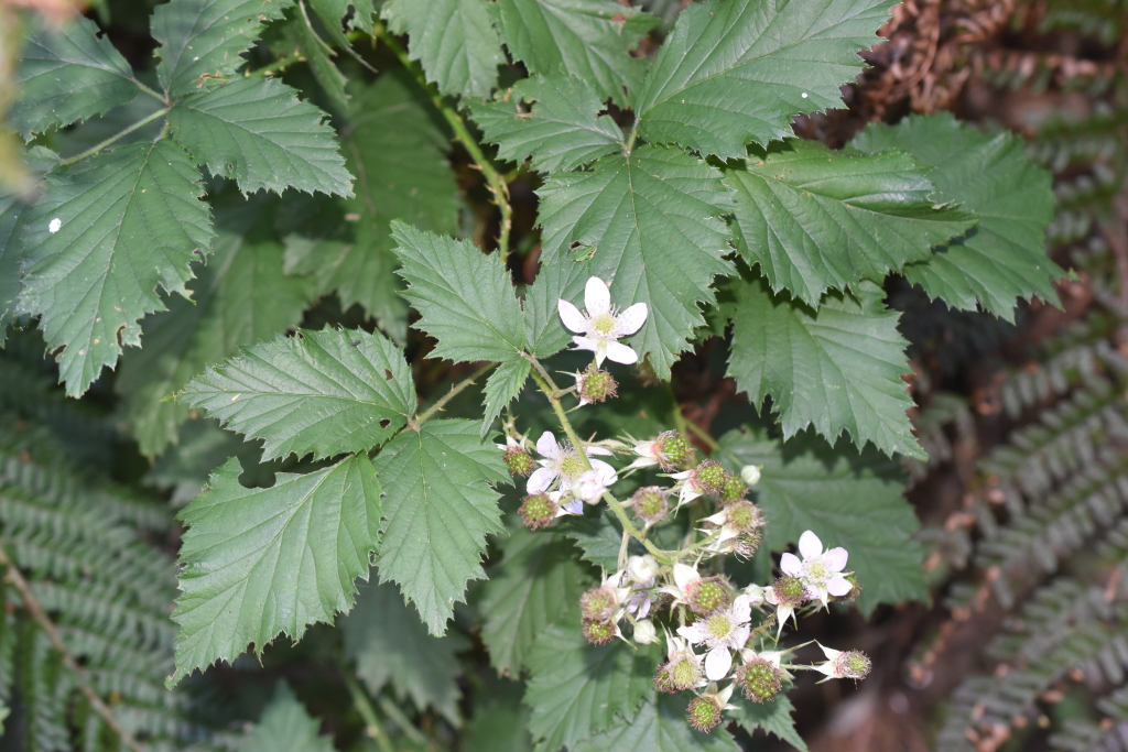 Rubus laciniatus (hero image)