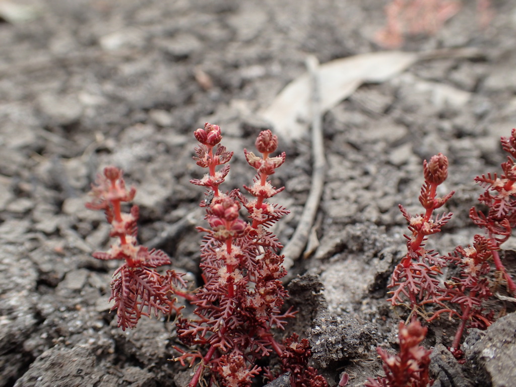 Myriophyllum verrucosum (hero image)