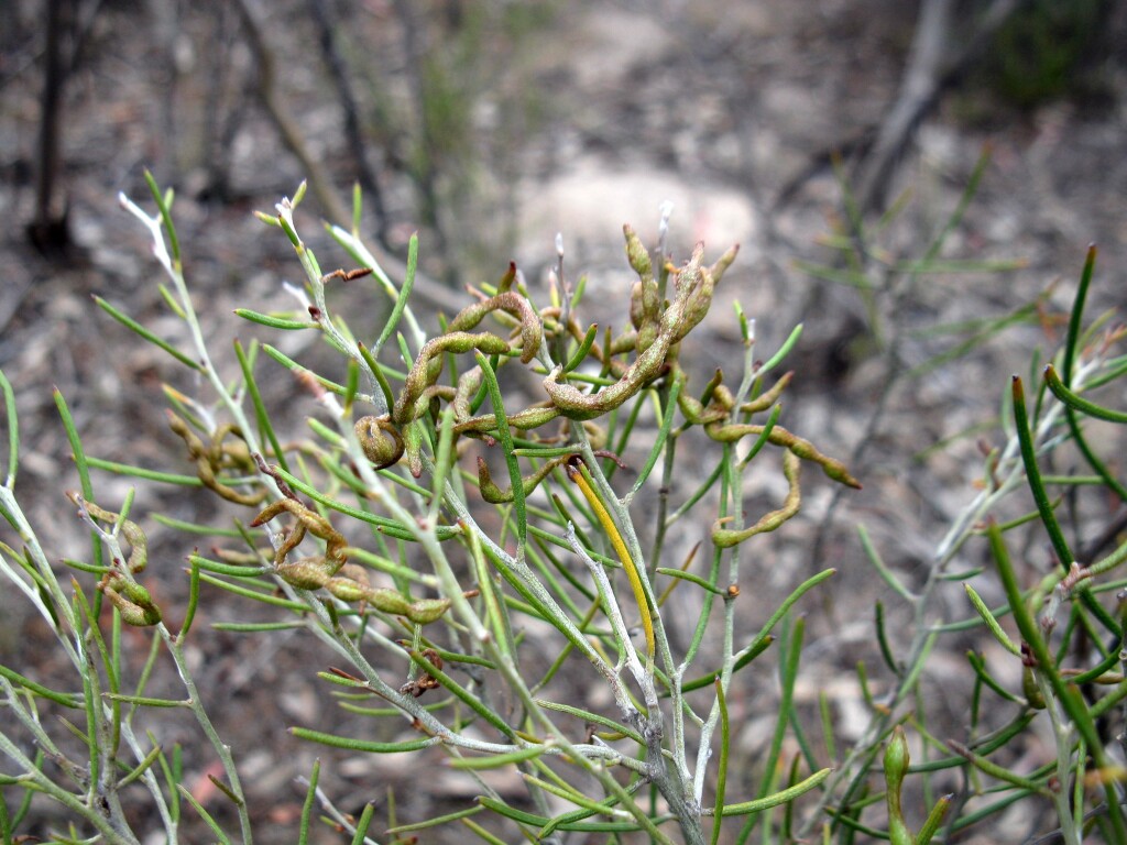 Acacia cineramis (hero image)