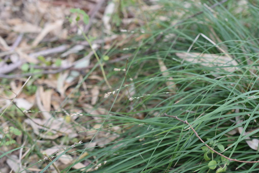 Carex divulsa (hero image)