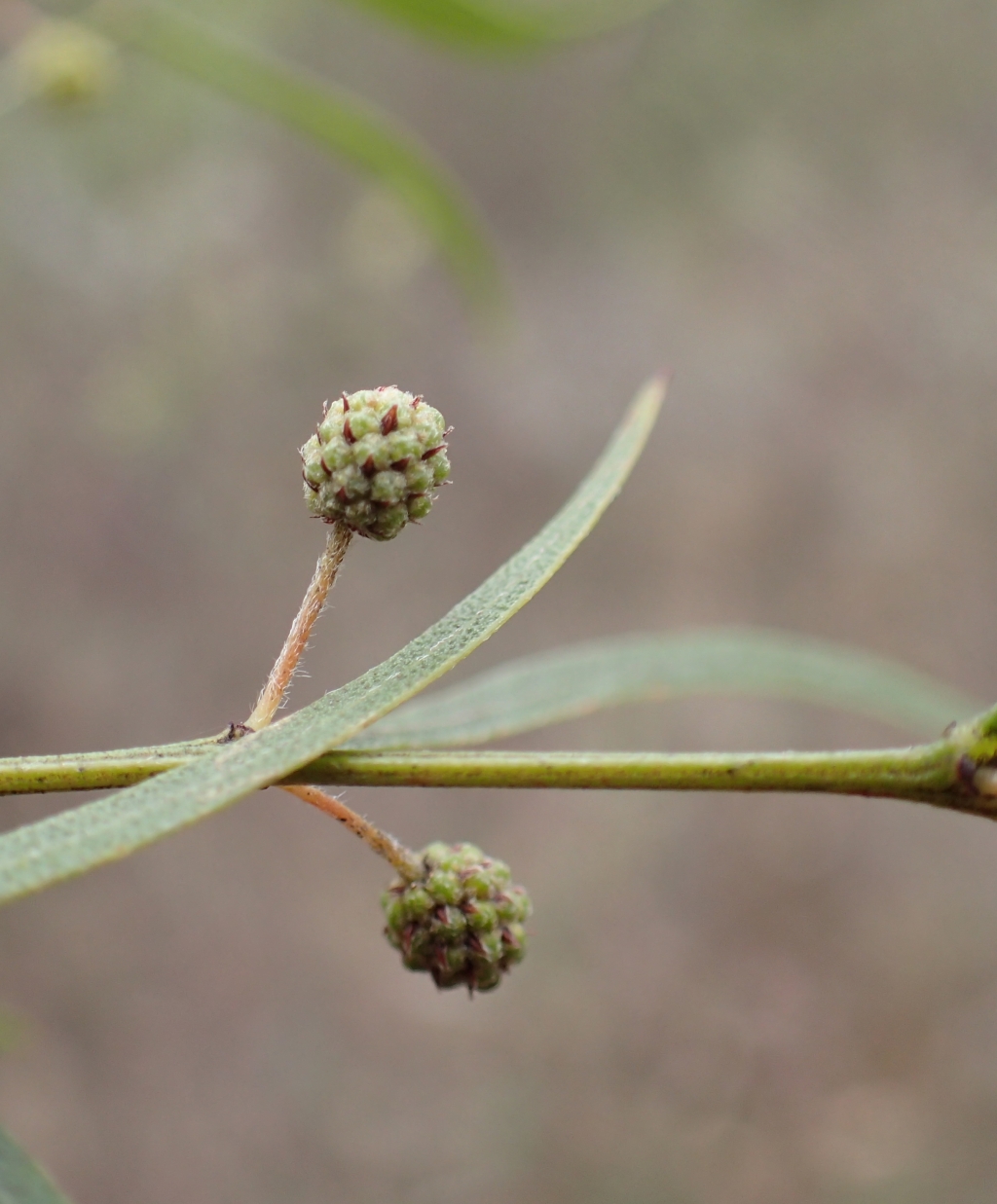 Acacia stictophylla (hero image)