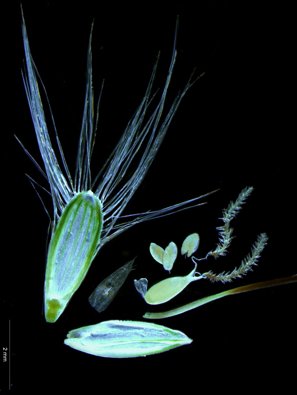 Dichanthium sericeum (hero image)
