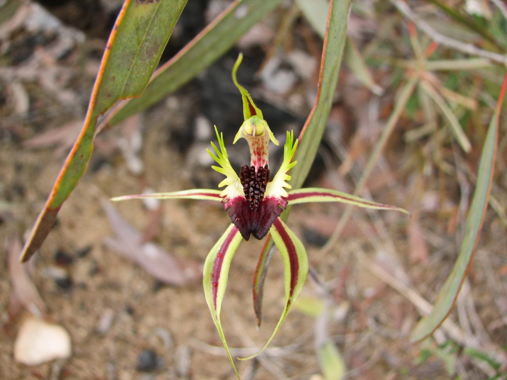 Caladenia stricta (hero image)