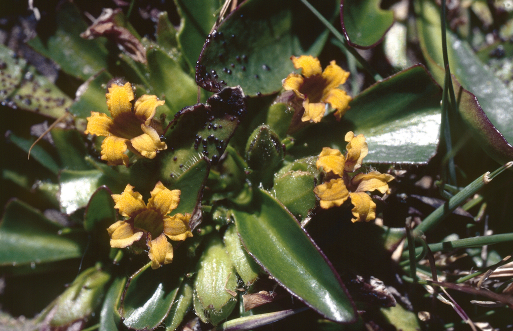Goodenia montana (hero image)