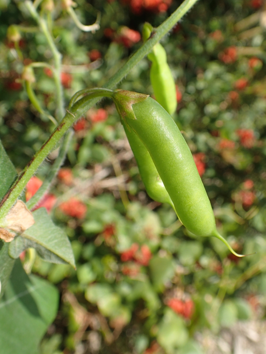 Kennedia lateritia (hero image)