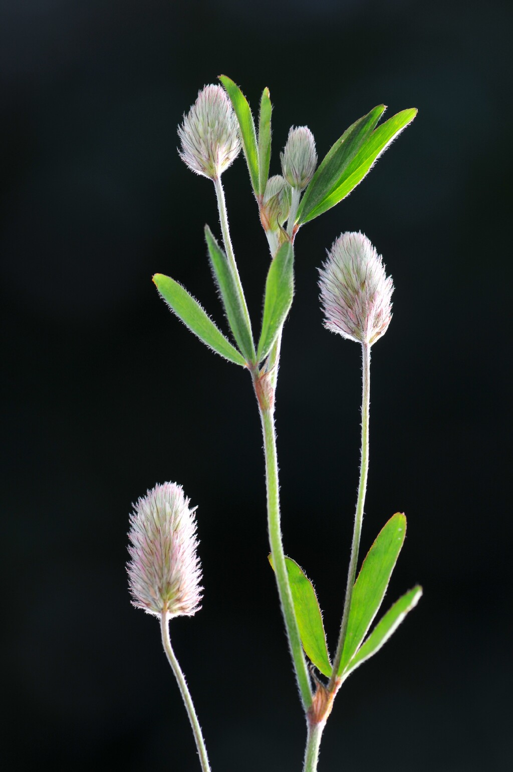 Trifolium arvense (hero image)
