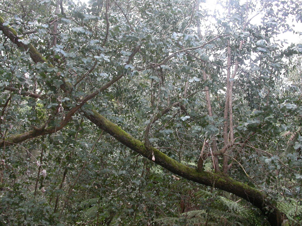 Eucalyptus neglecta (hero image)