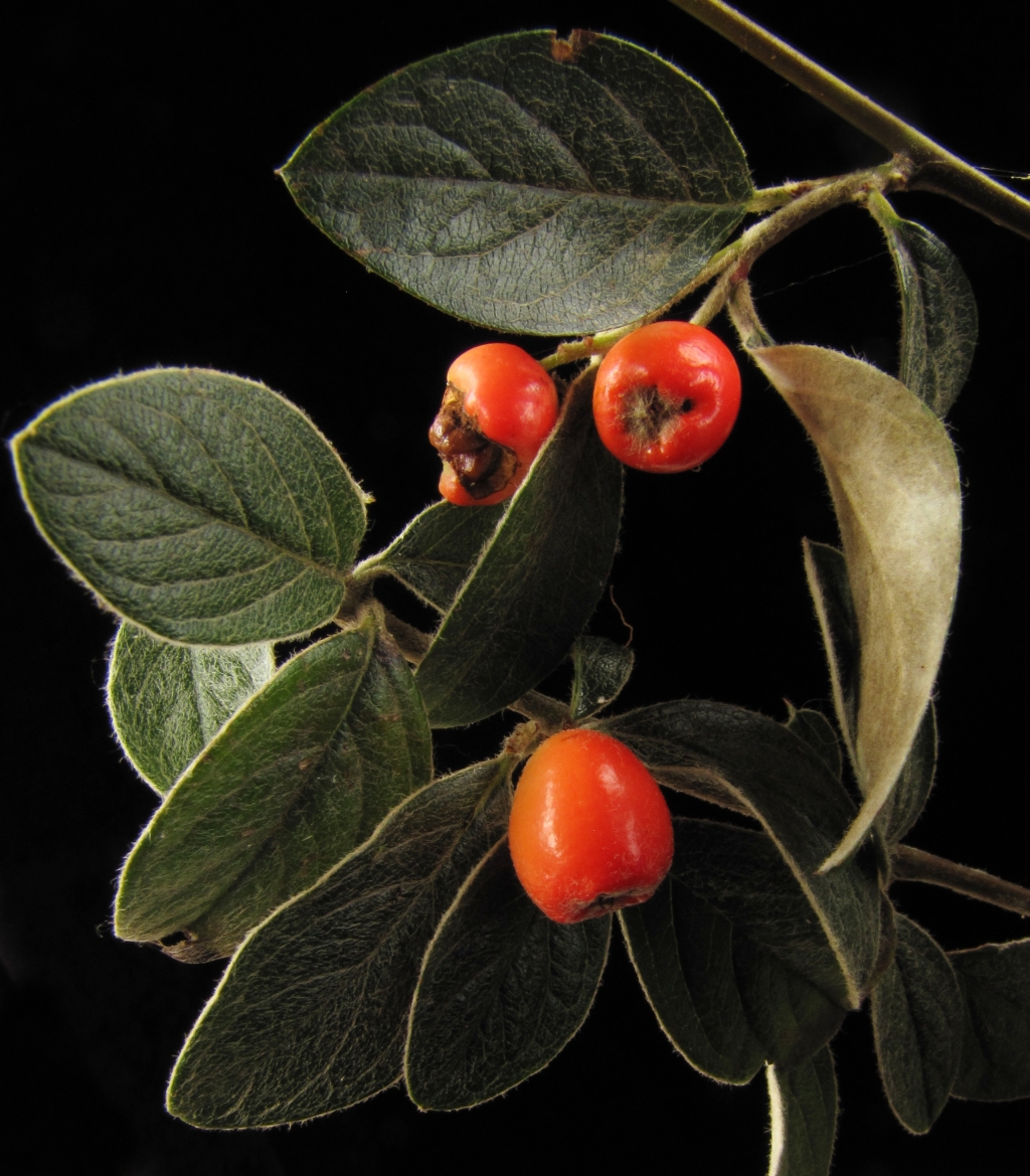 Cotoneaster (hero image)