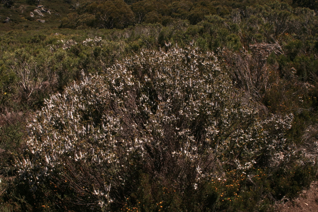 Epacris petrophila (hero image)