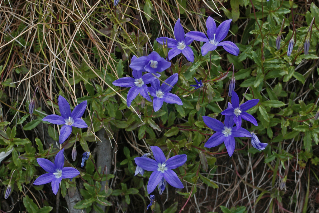 Wahlenbergia gloriosa (hero image)