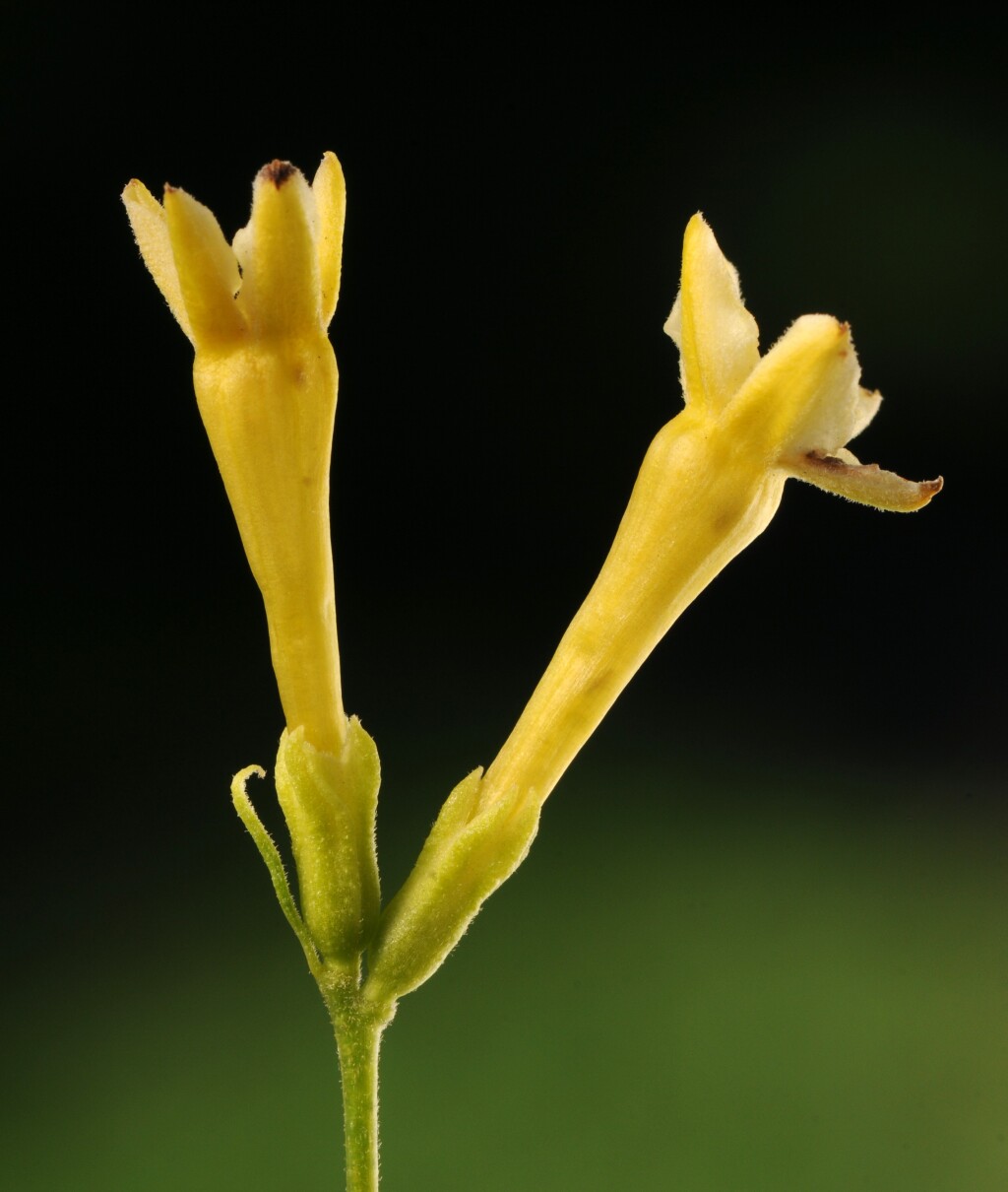 Cestrum parqui (hero image)