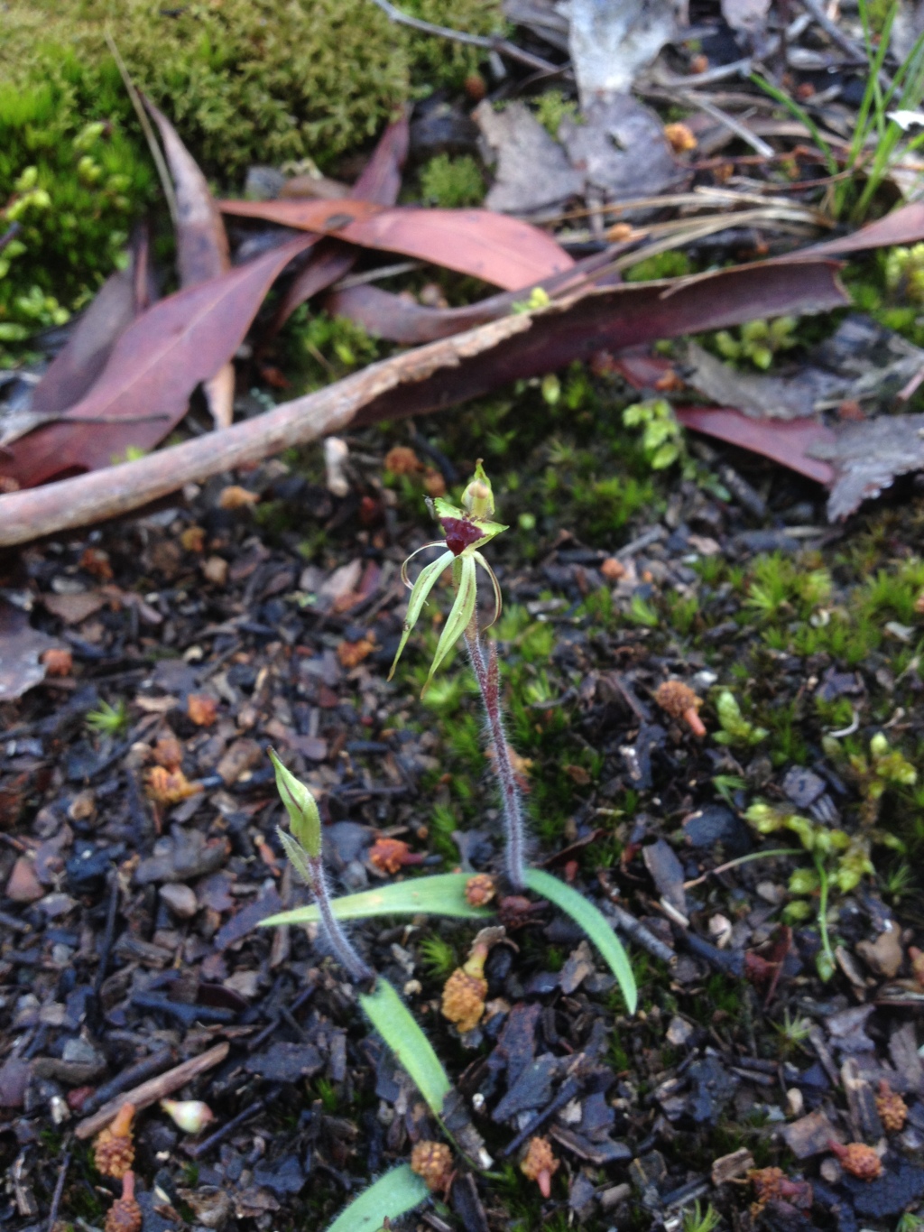 Caladenia amoena (hero image)