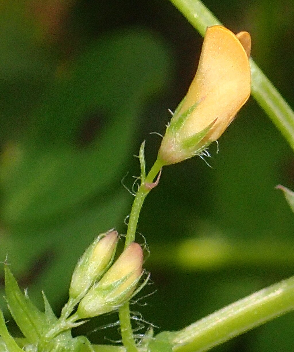 Medicago arabica (hero image)