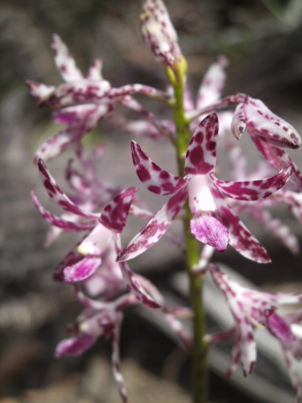 Dipodium variegatum (hero image)