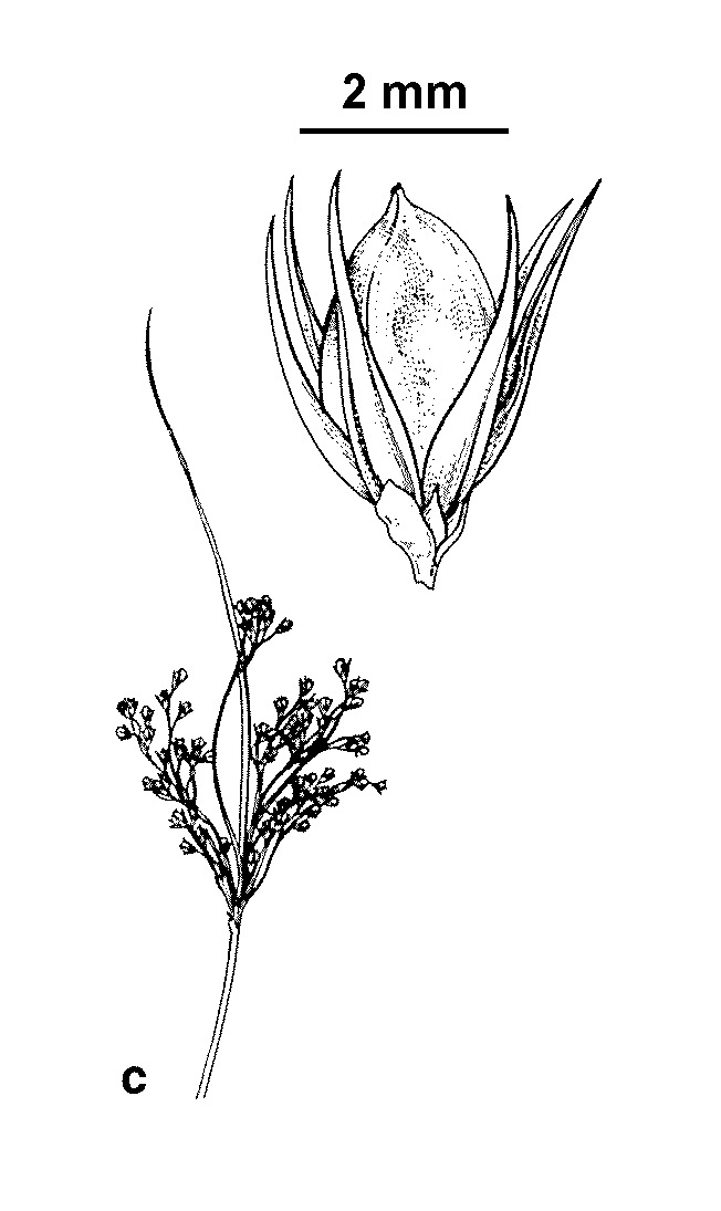 Juncus inflexus (hero image)