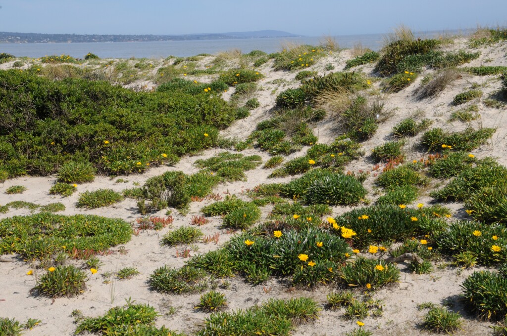Gazania rigens (hero image)