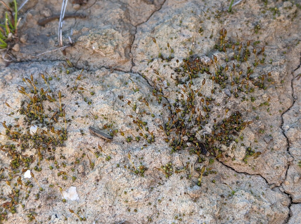 Tortula atrovirens (hero image)