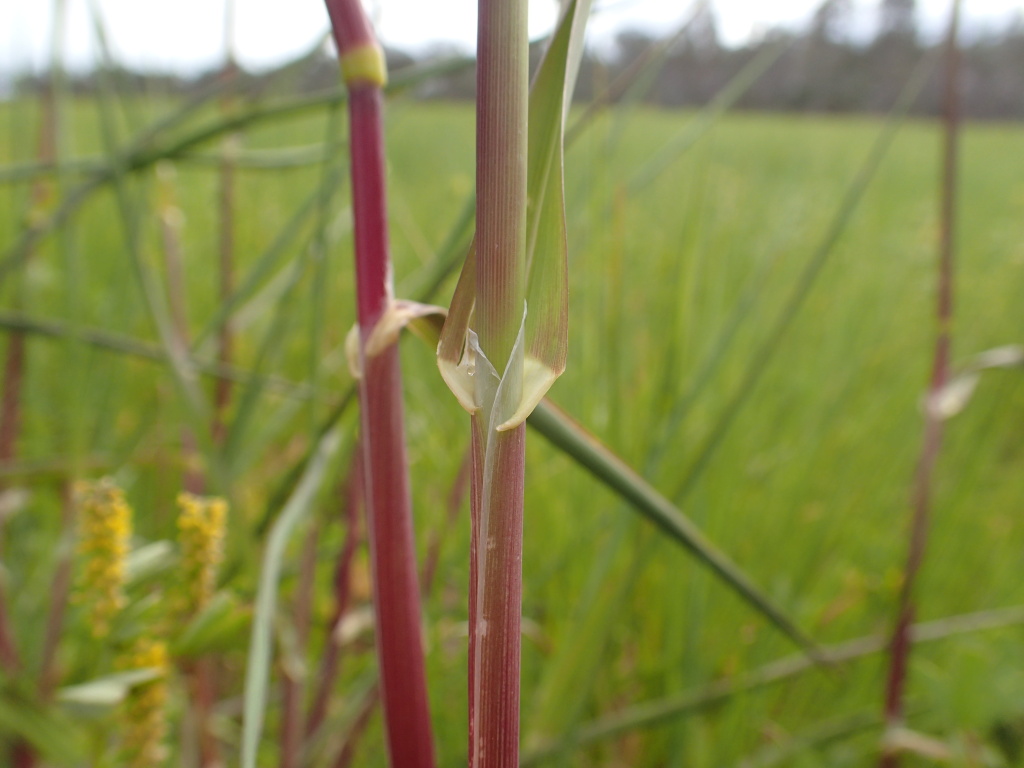 Phalaris paradoxa (hero image)