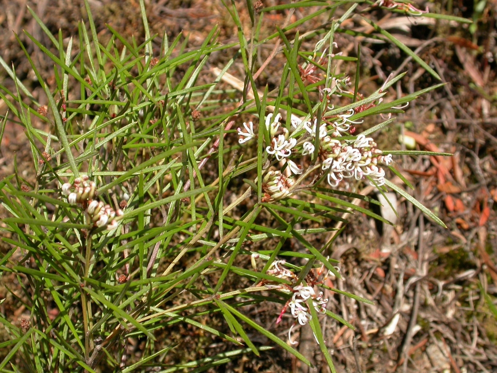 Grevillea neurophylla (hero image)