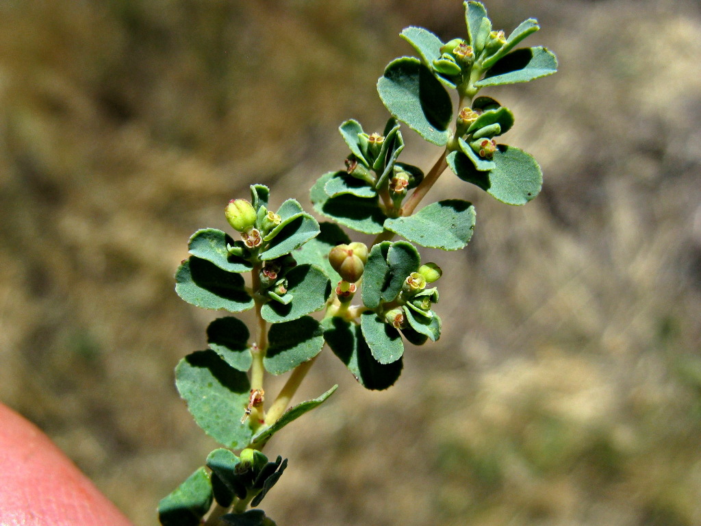 Euphorbia dallachyana (hero image)