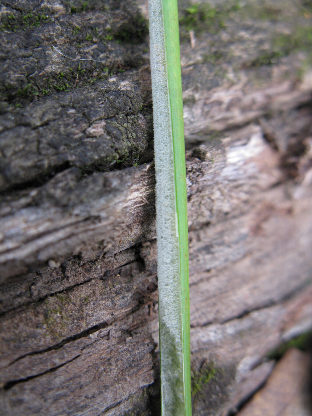 Juncus psammophilus (hero image)